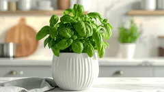 Jak zajistit lepší růst bazalky pomocí domácího triku