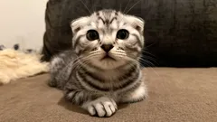 Tyto kočky milují své majitele – Top 3 nejmazlivější plemena pro rodiny s dětmi