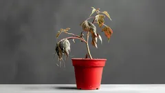 Jednoduchý domácí způsob, jak oživit vadnoucí rostliny – 3 ingredience, které už máte v kuchyni