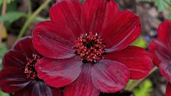 Rostlina s vůní čokolády, o níž málokdo ví