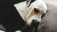 Je pravda, že pes může chovat ke svému pánovi zášť?