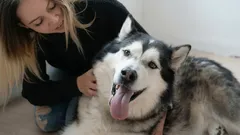 Kde je nejlepší hladit psa, aby si to nejvíc užil?